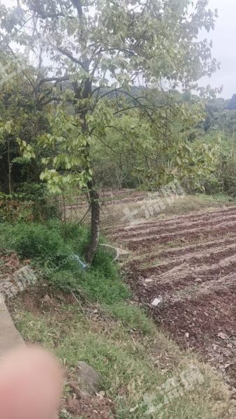 简阳龙泉山上20亩耕地出租可种植果树